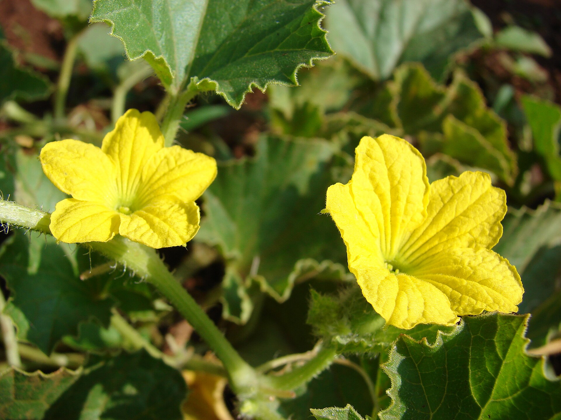 Cucumis melo