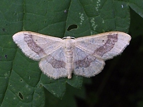Falena nastro
