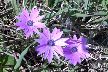 Anemone fior di stella