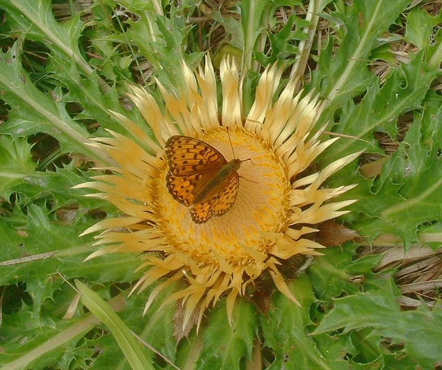 Carlina zolfina