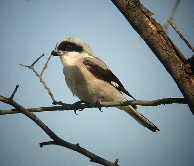 Averla cenerina