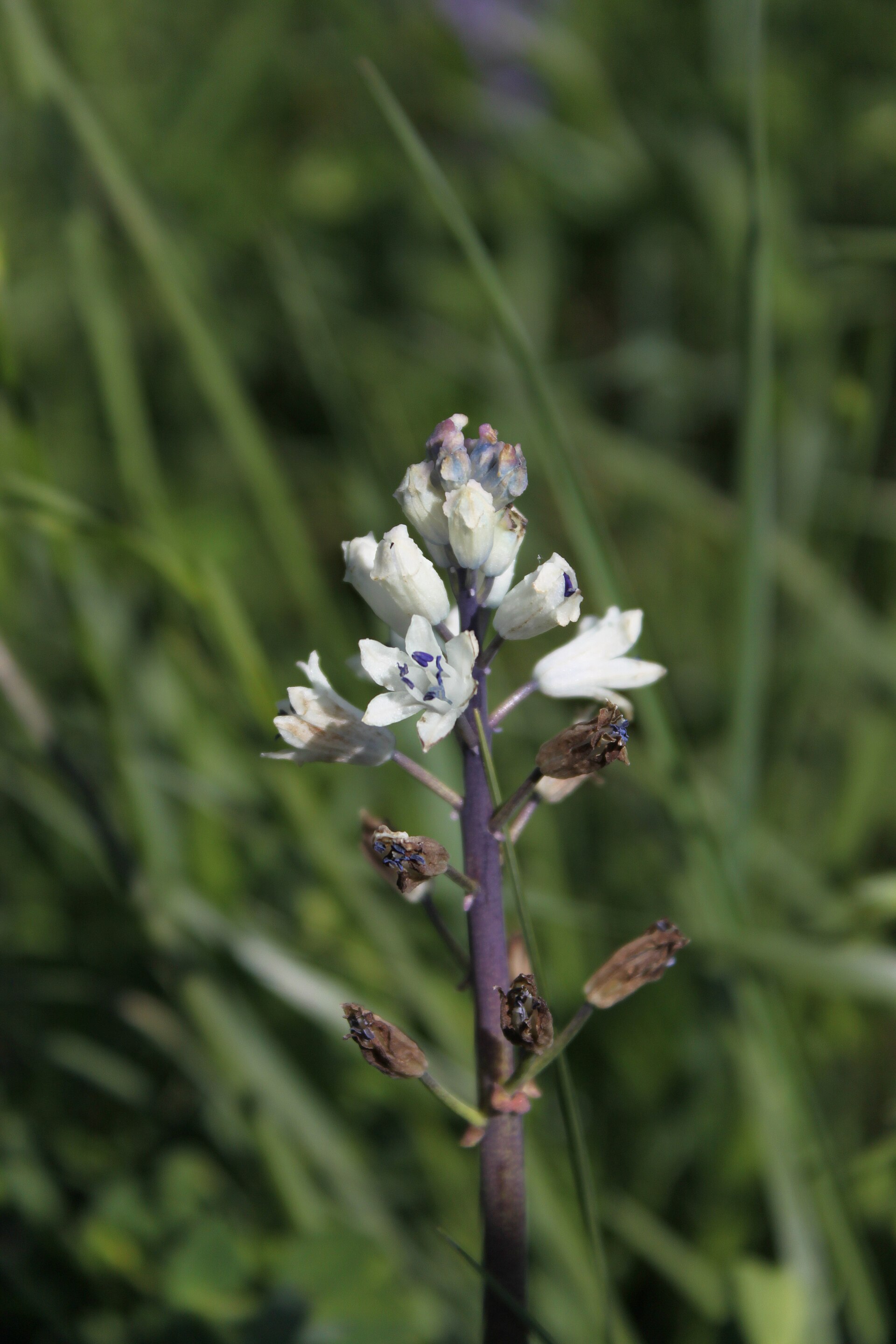 Bellevalia romana