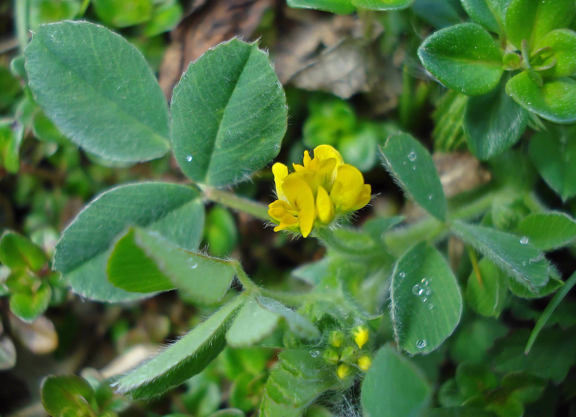 Medicago minima