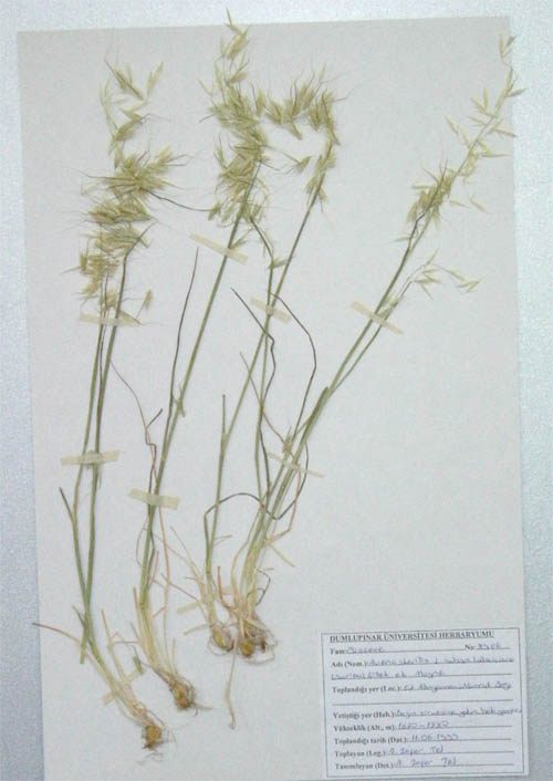 Avena maggiore