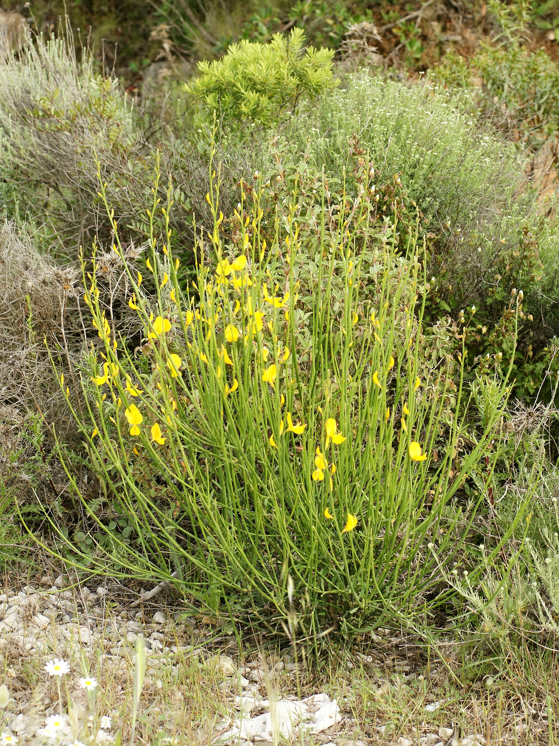 Ginestra odorosa