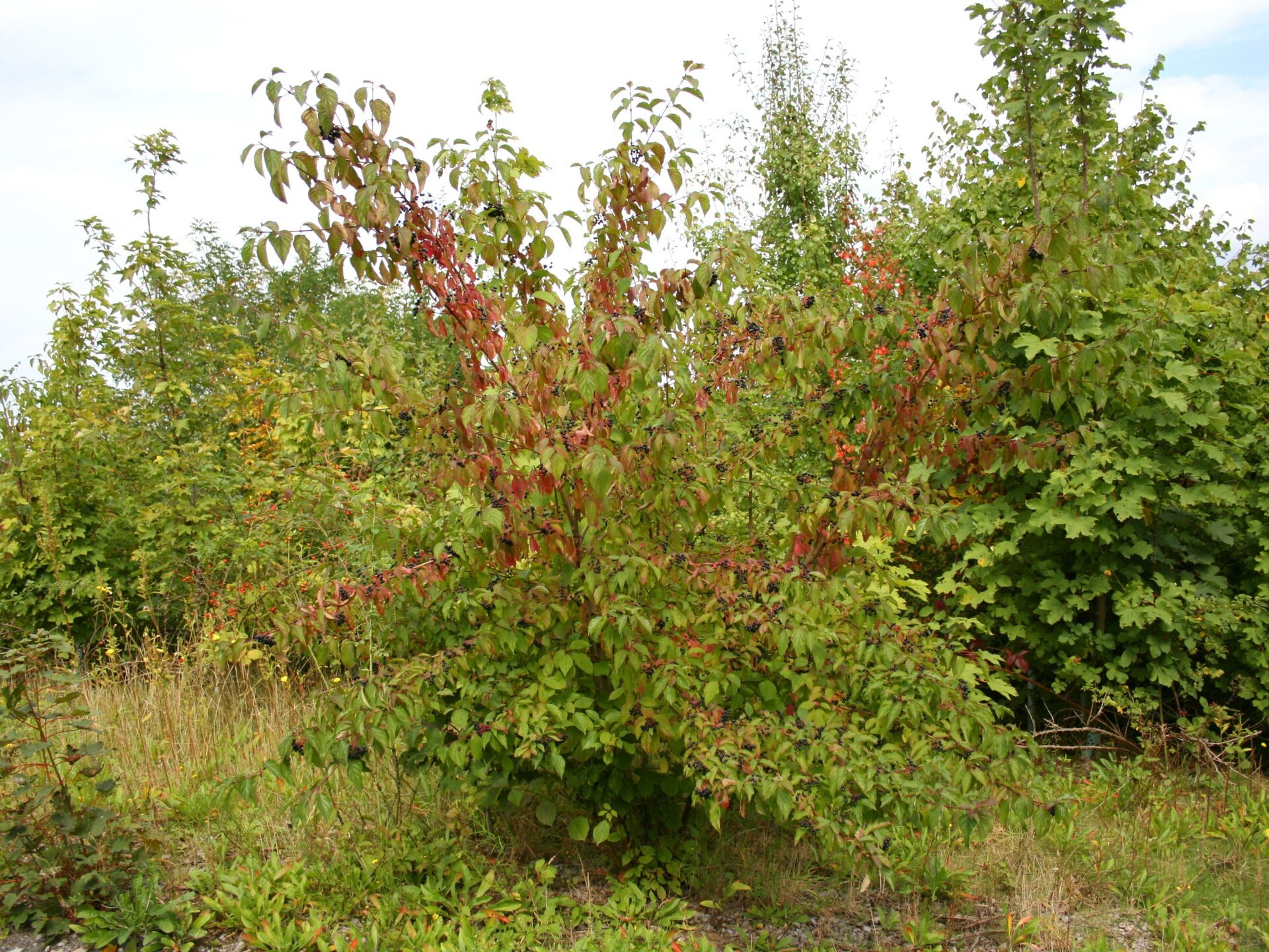 Corniolo sanguinello