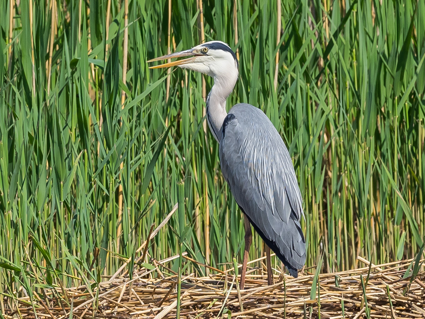 Airone cenerino