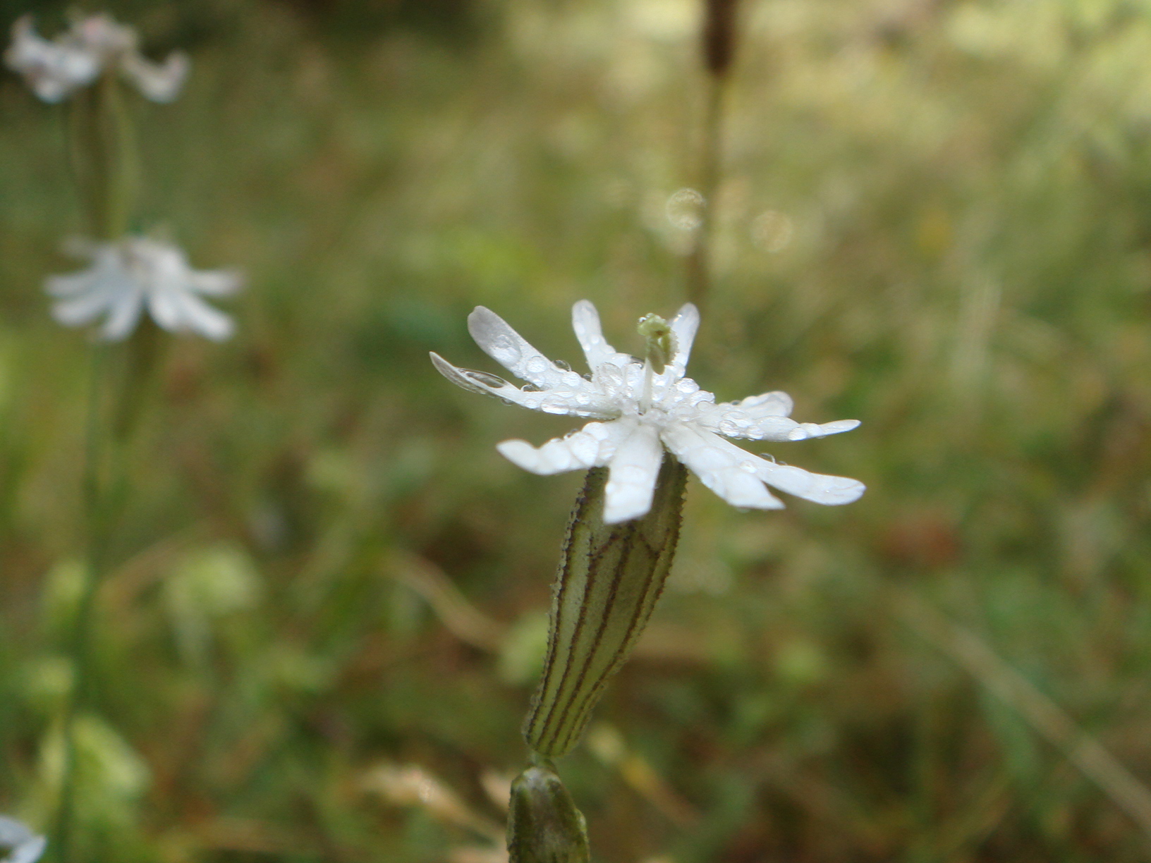 Silene italiana