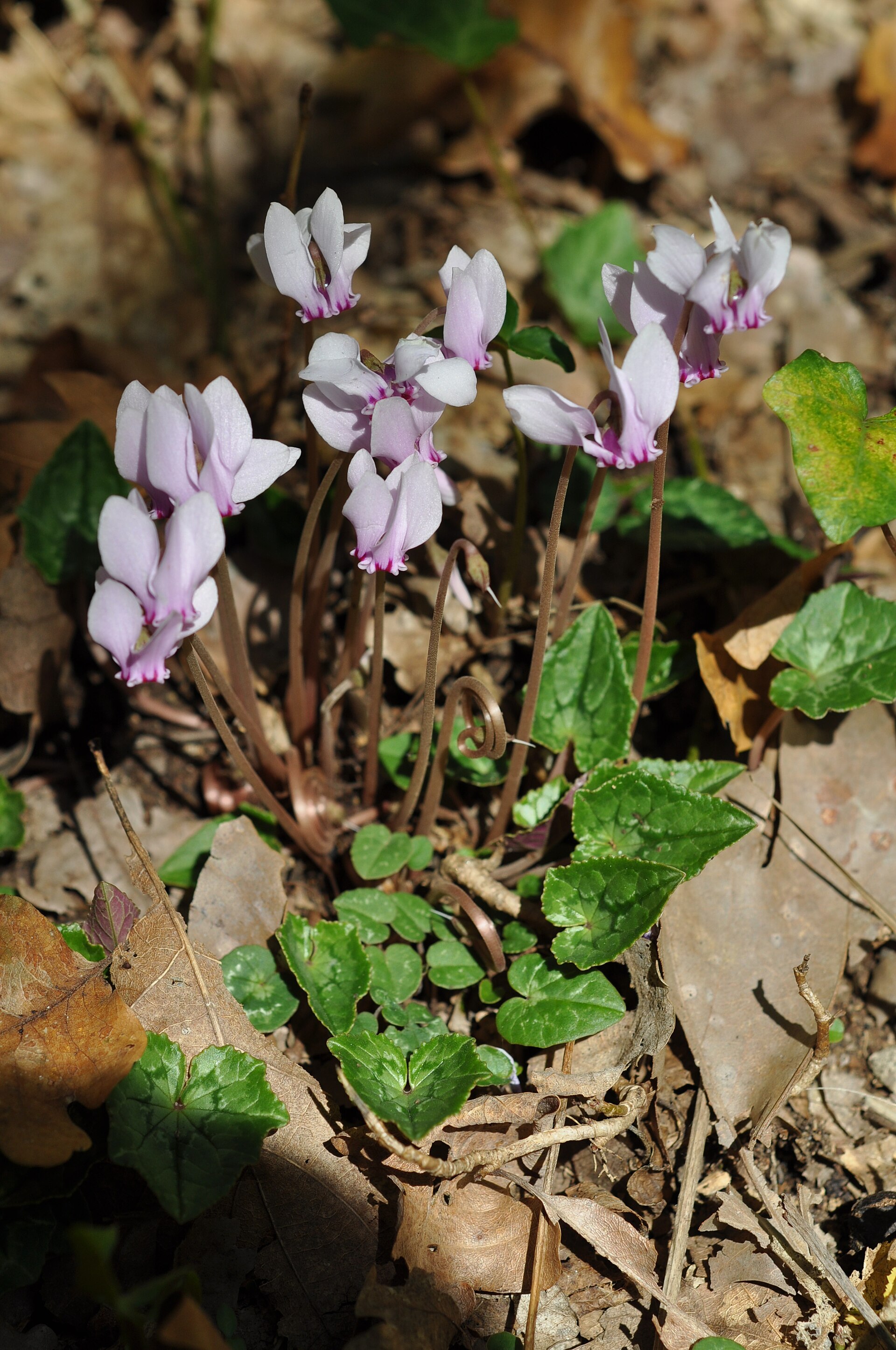 Ciclamino napoletano