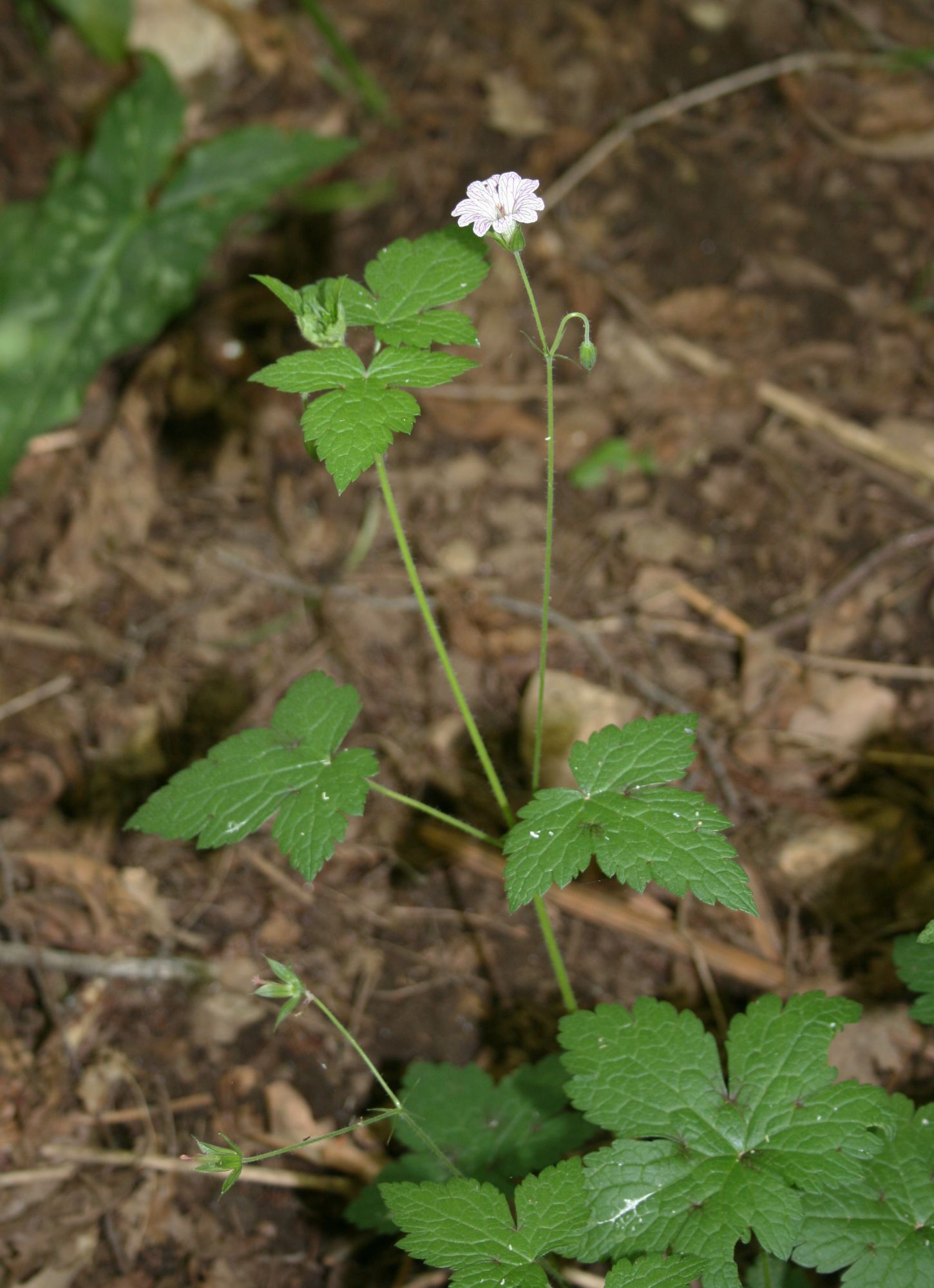 Geranium versicolor