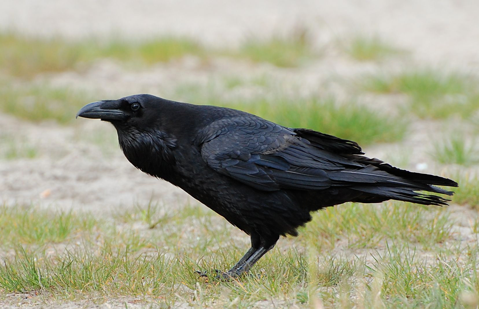 Corvo imperiale