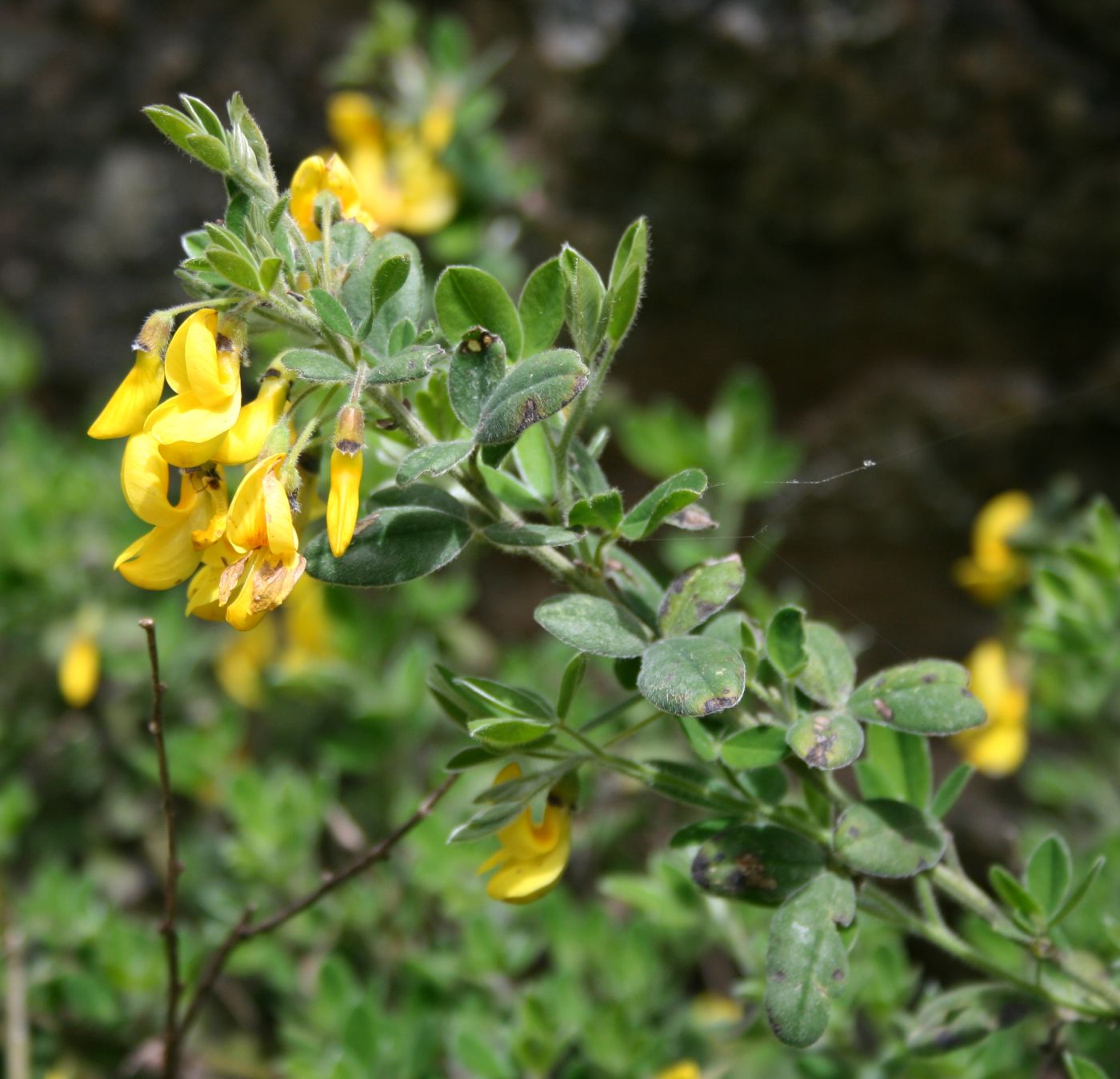 Citiso trifloro