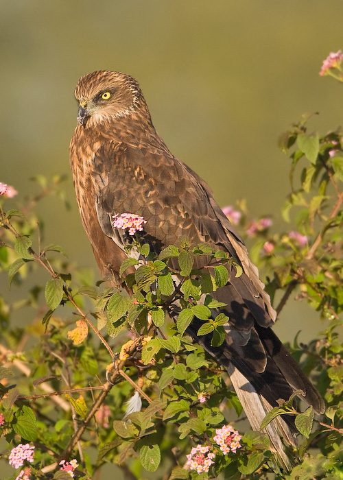 Falco di palude