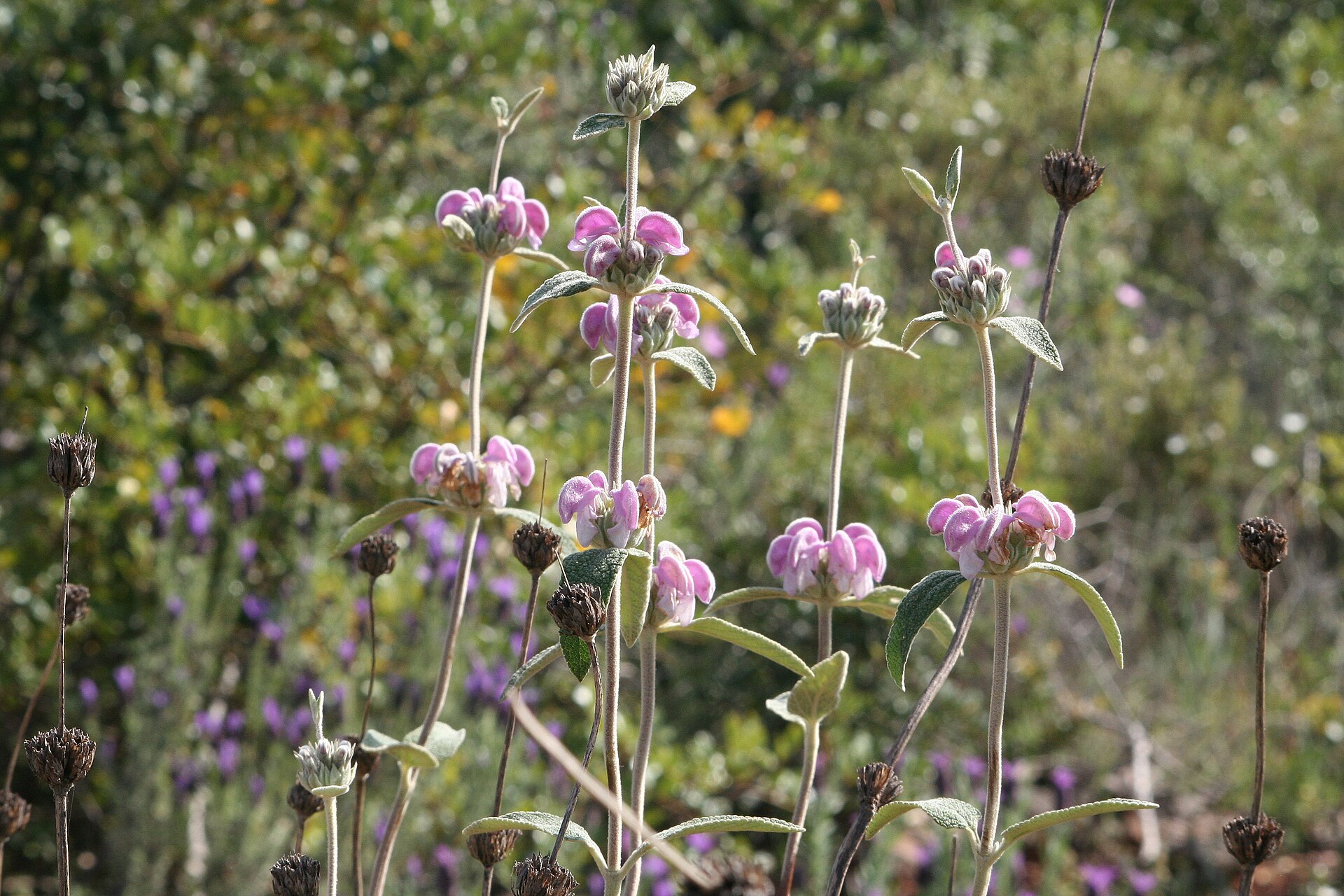 Salvione roseo
