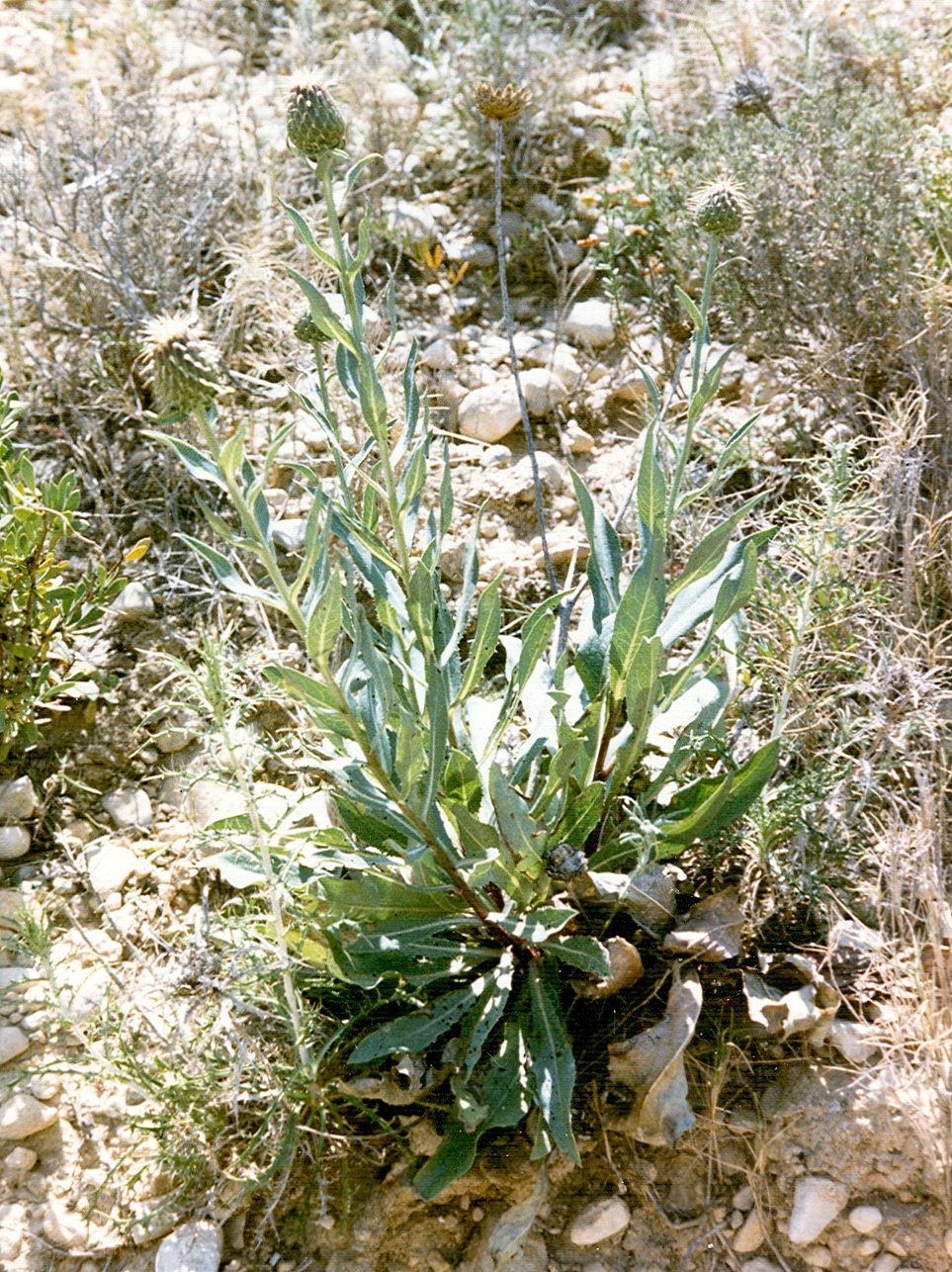 Cerretta spinulosa