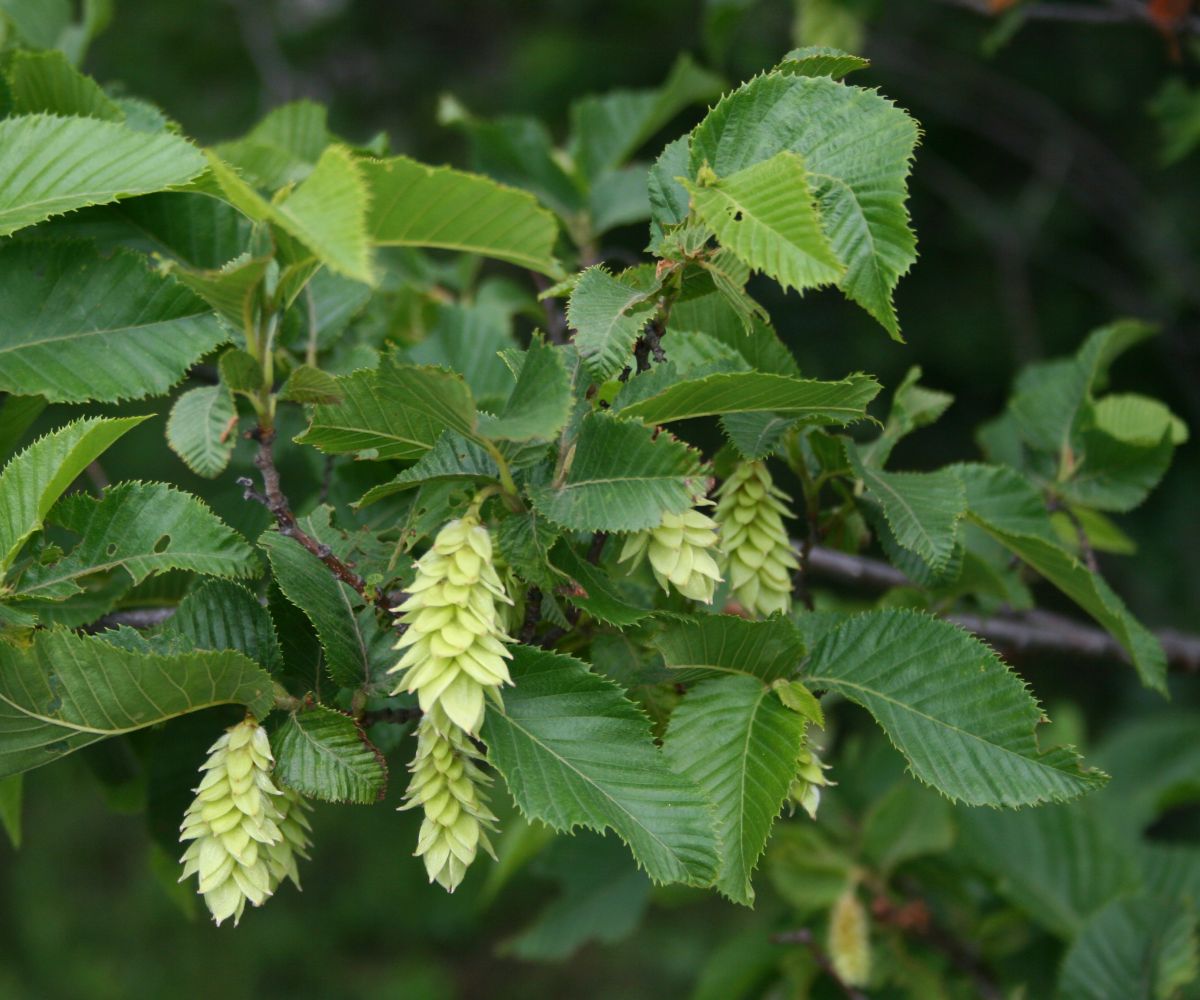 Carpino nero