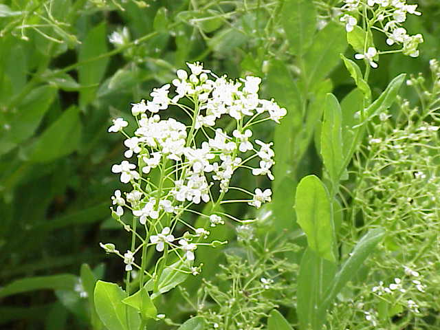 Cardaria