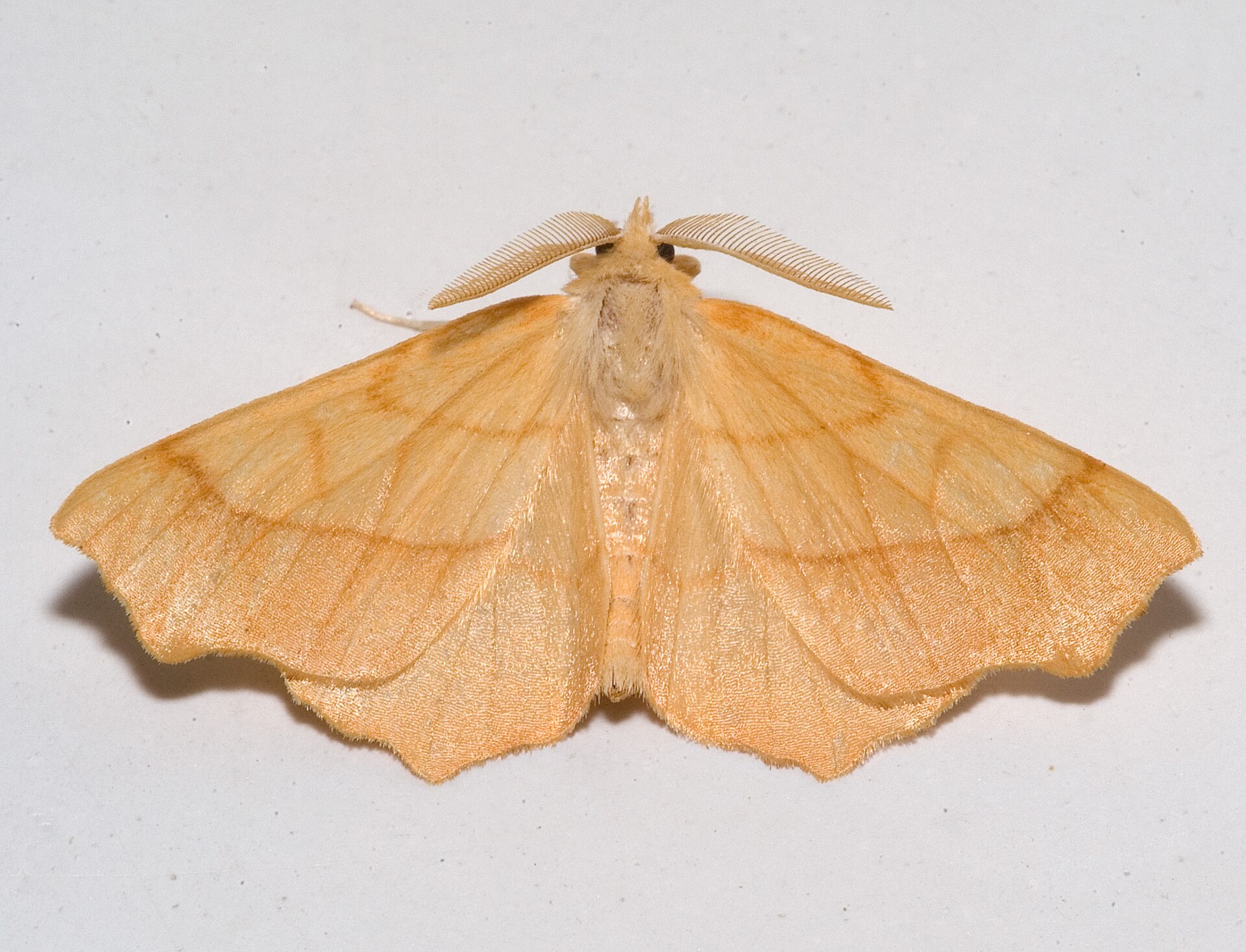 Ennomos quercinaria