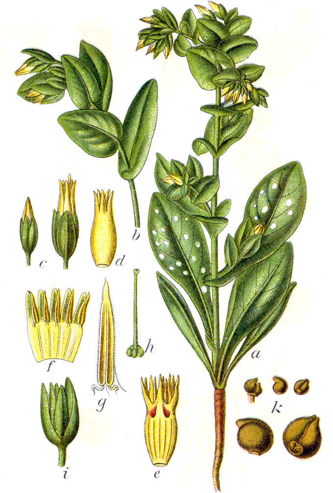 Erba-vajola minore