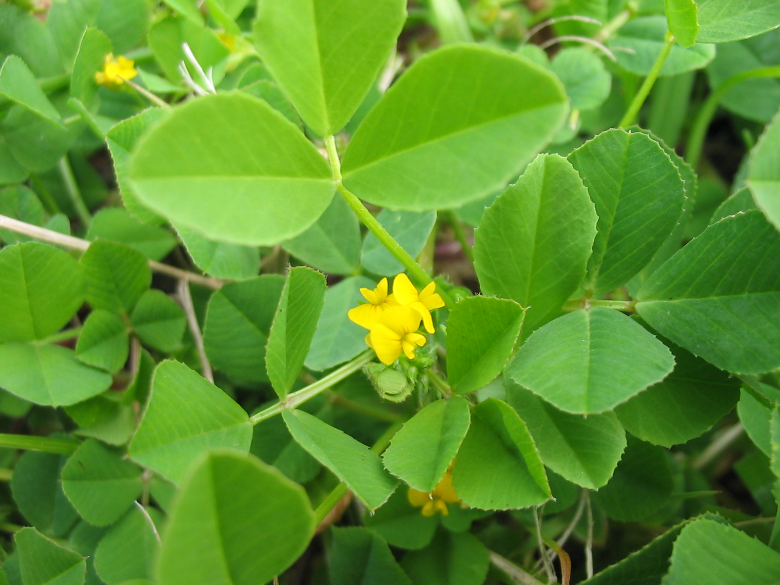 Erba medica polimorfa