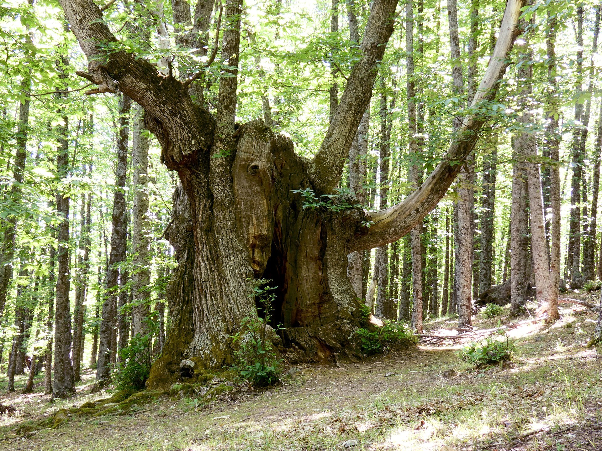 Castagno comune