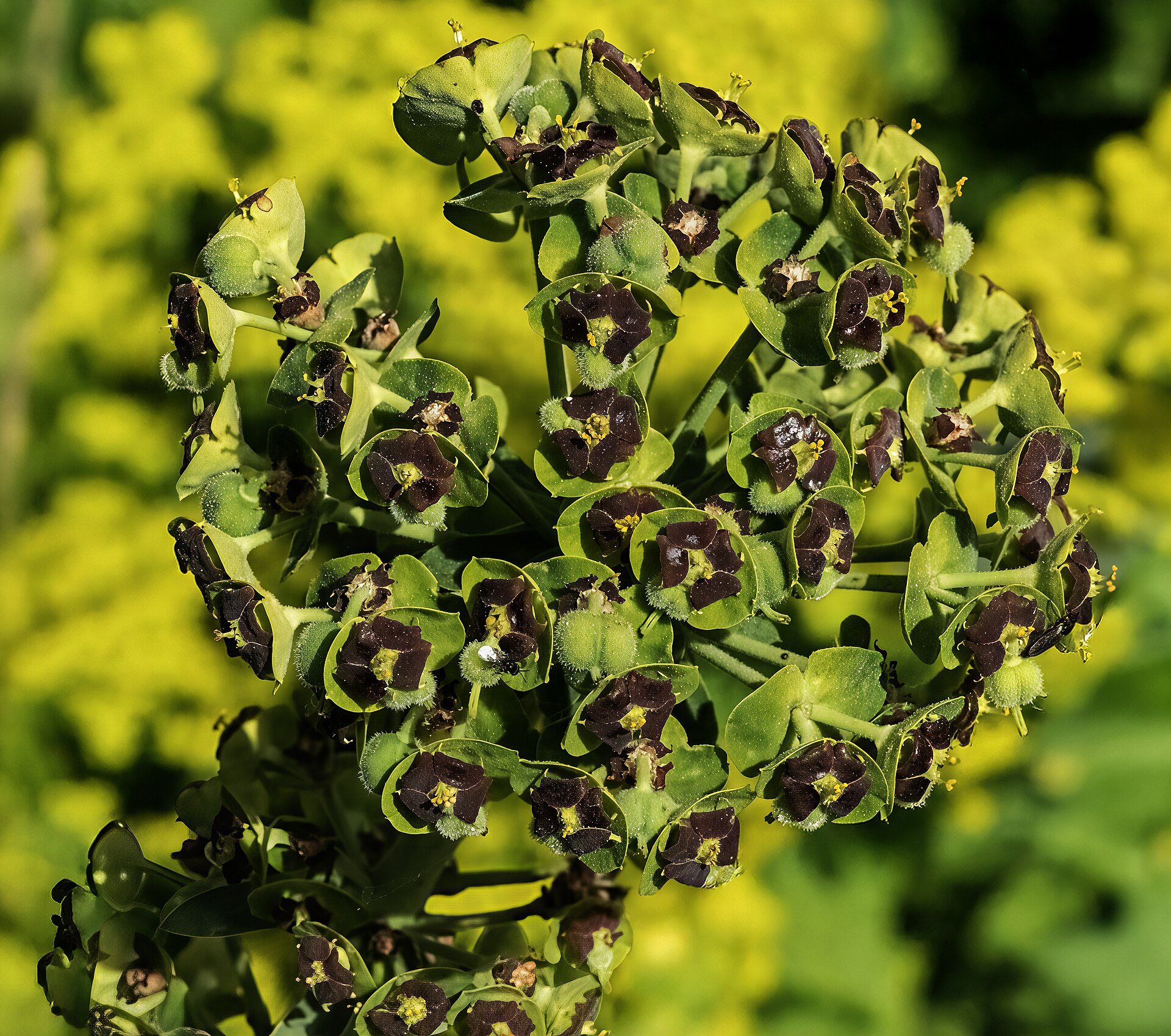 Euforbia cespugliosa