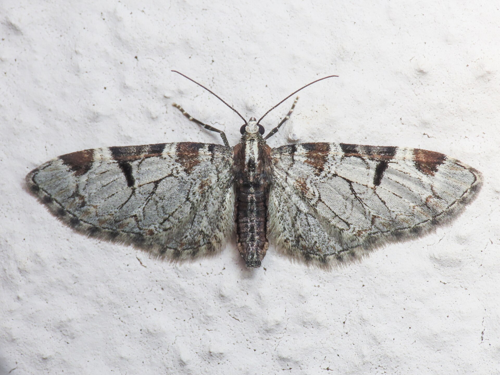 Eupithecia insigniata