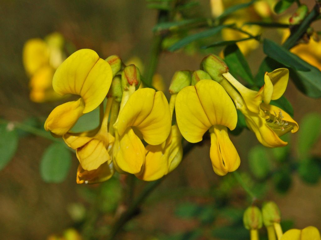 Erba cornetta