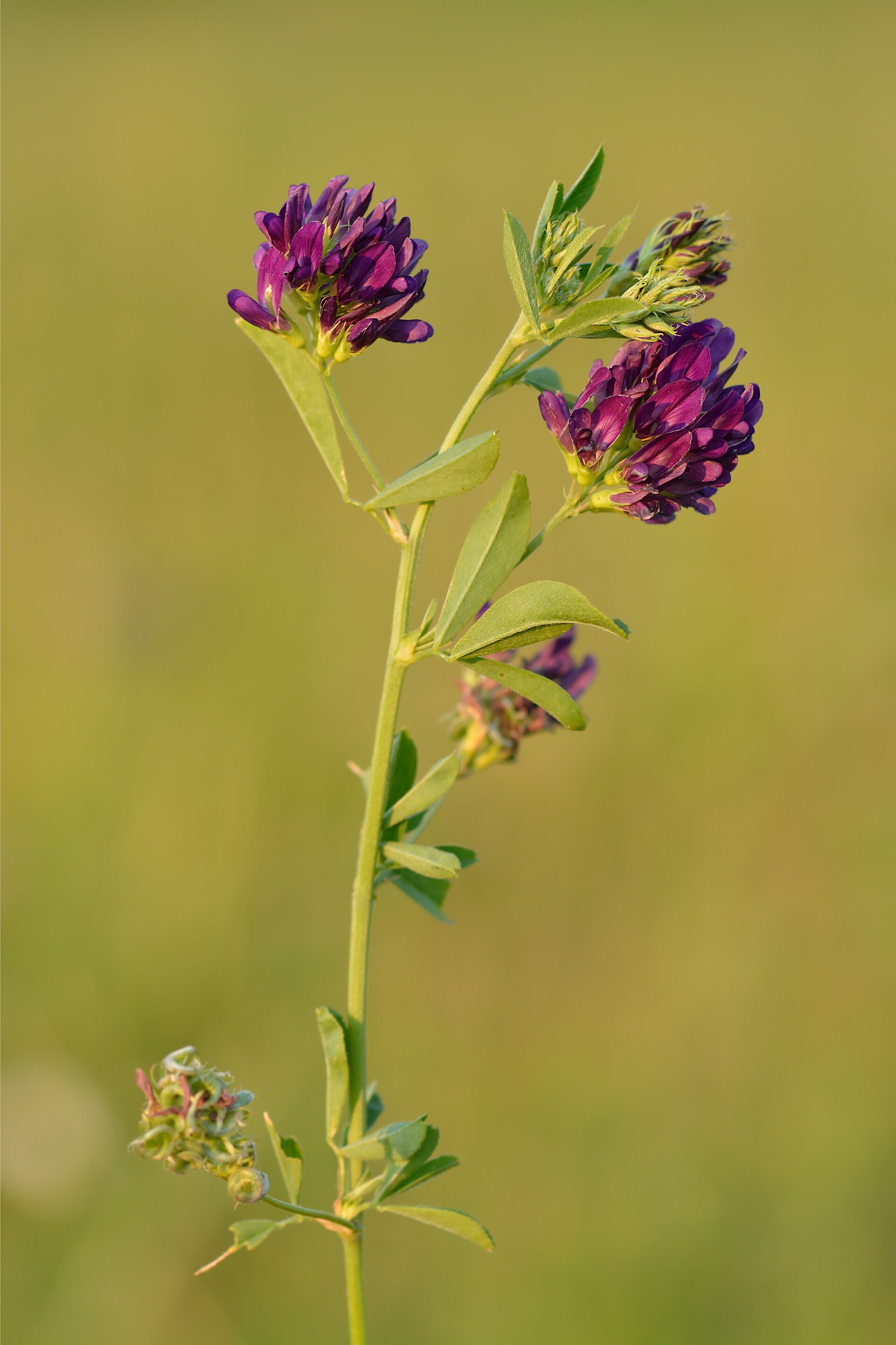 Erba medica