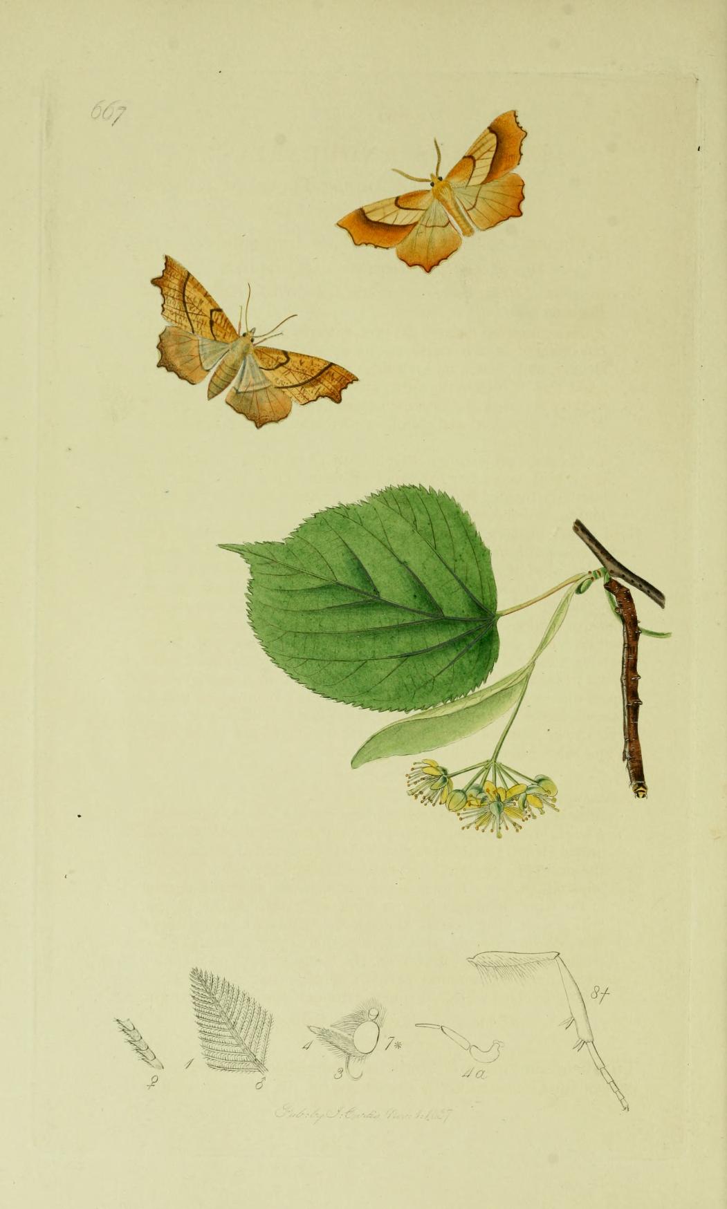 Ennomos quercaria