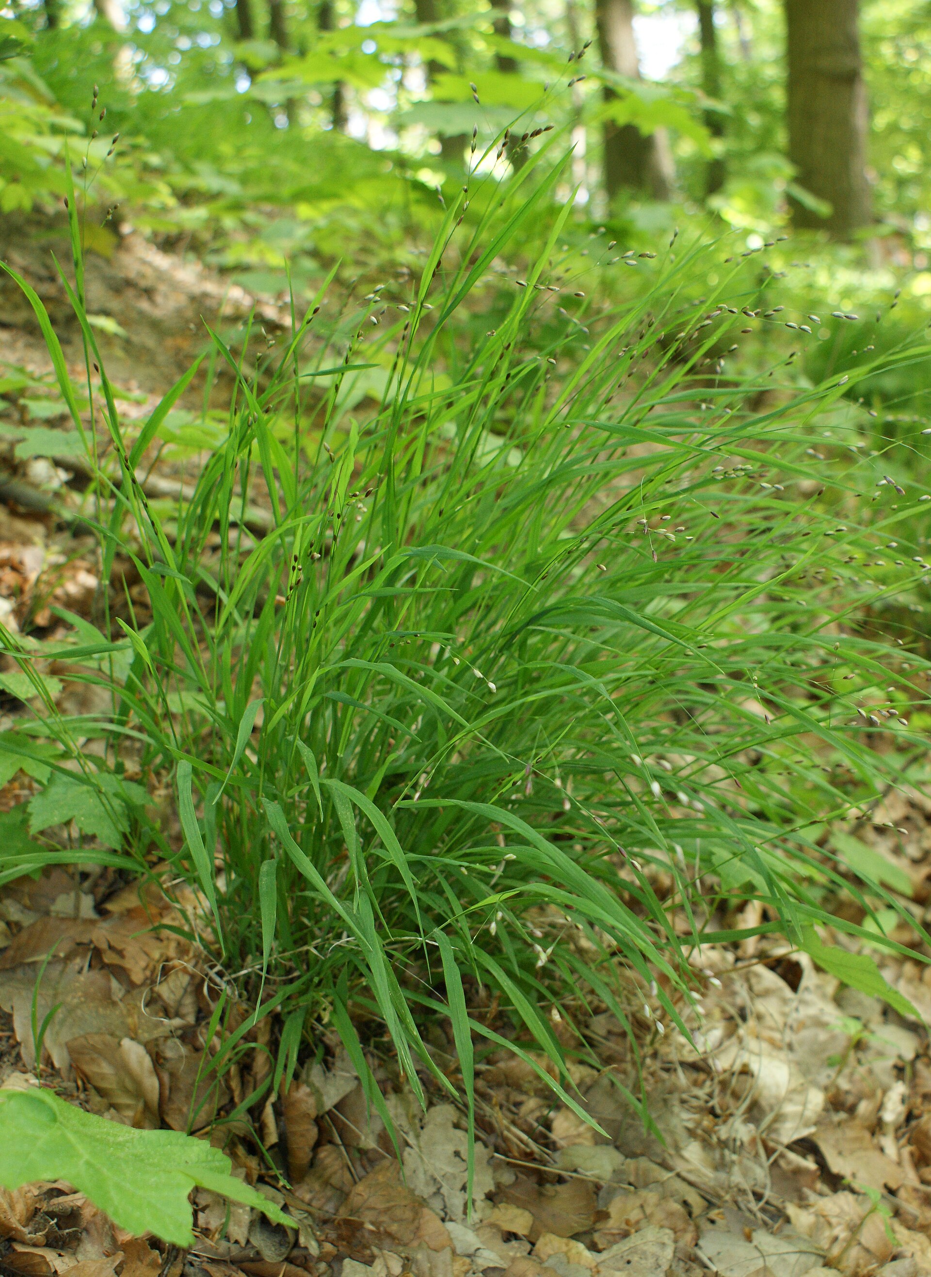 Melica comune