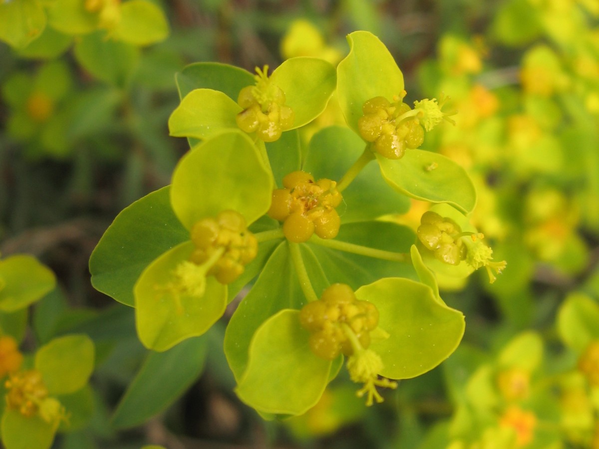 Euforbia spinosa