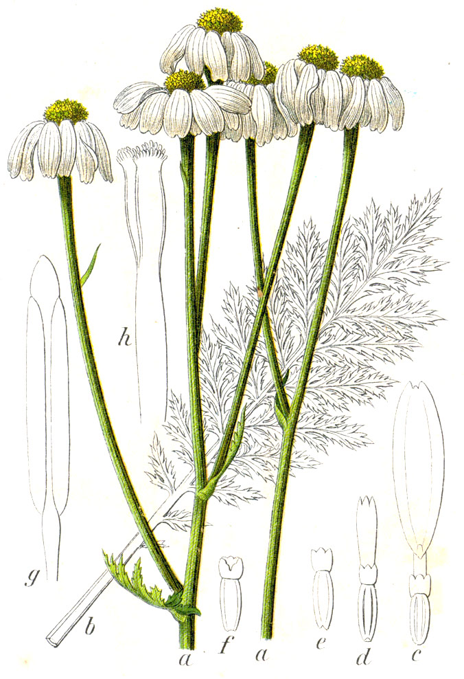 Erba amara dei boschi