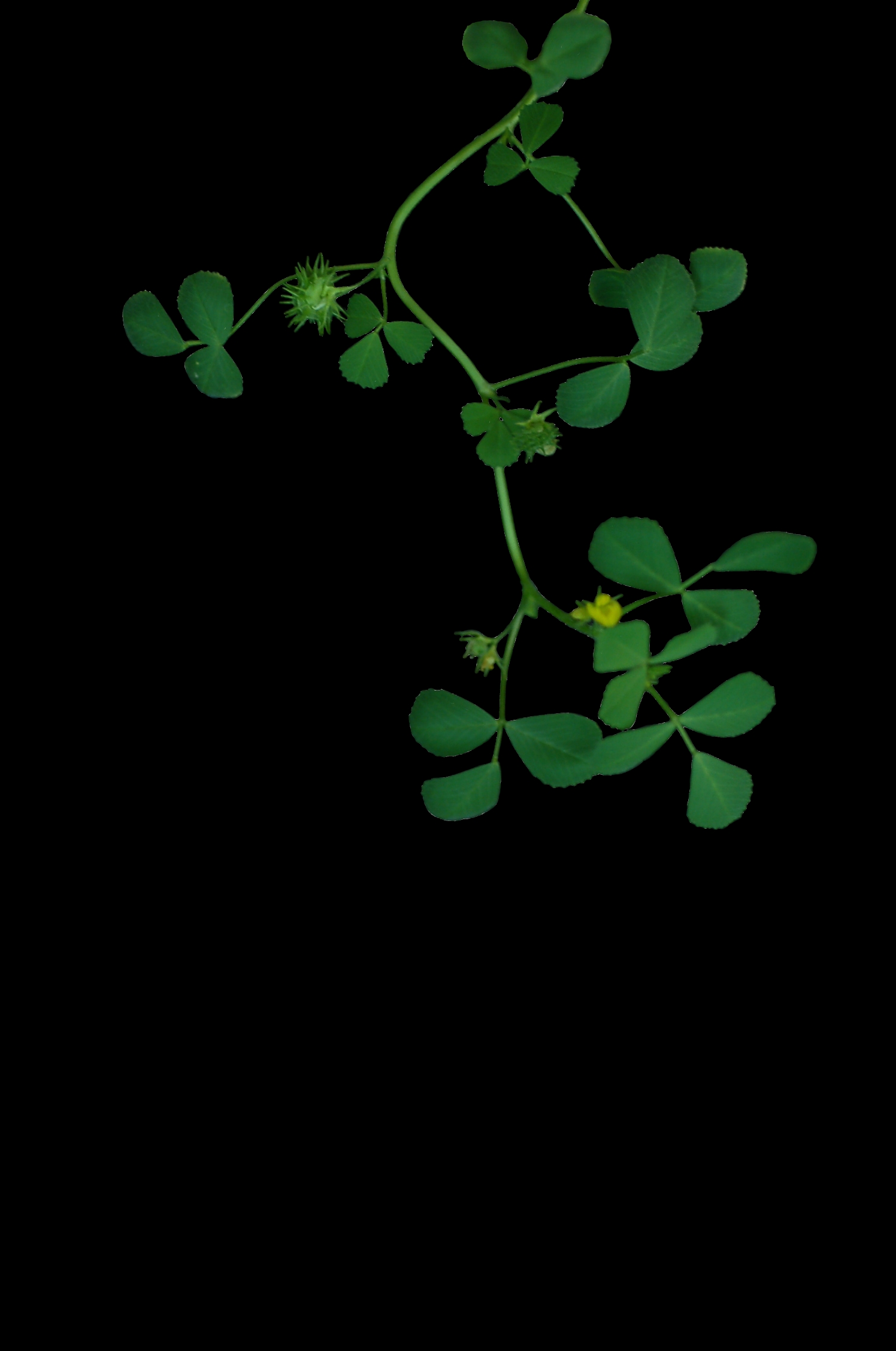 Medica troncata