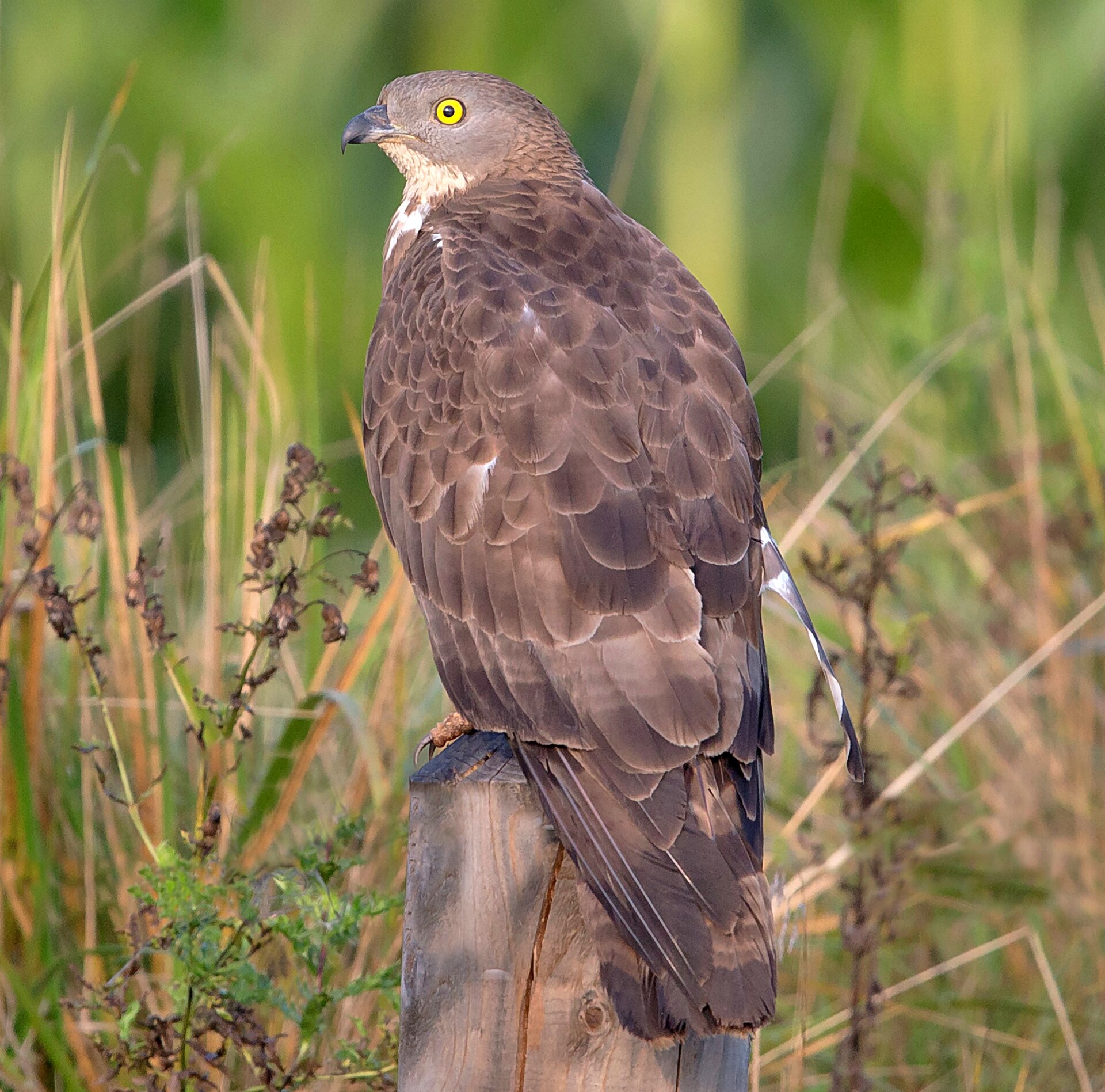 Falco pecchiaiolo