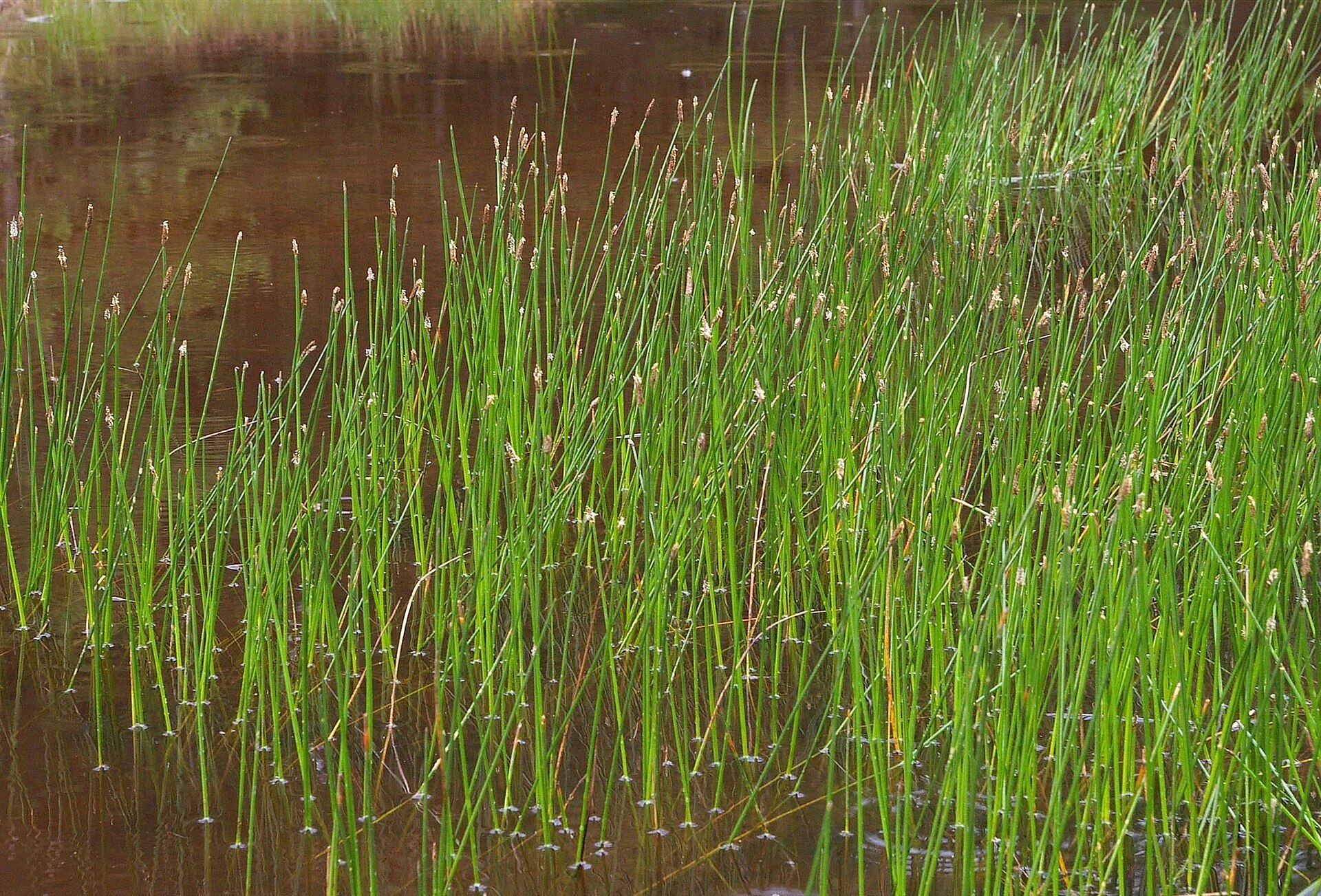 Giunchina comune