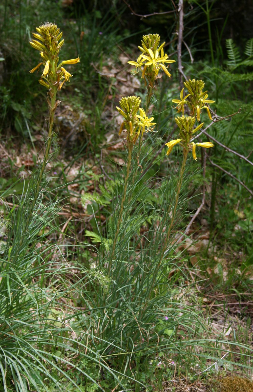 Asfodelo giallo