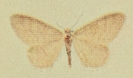Idaea dilutaria