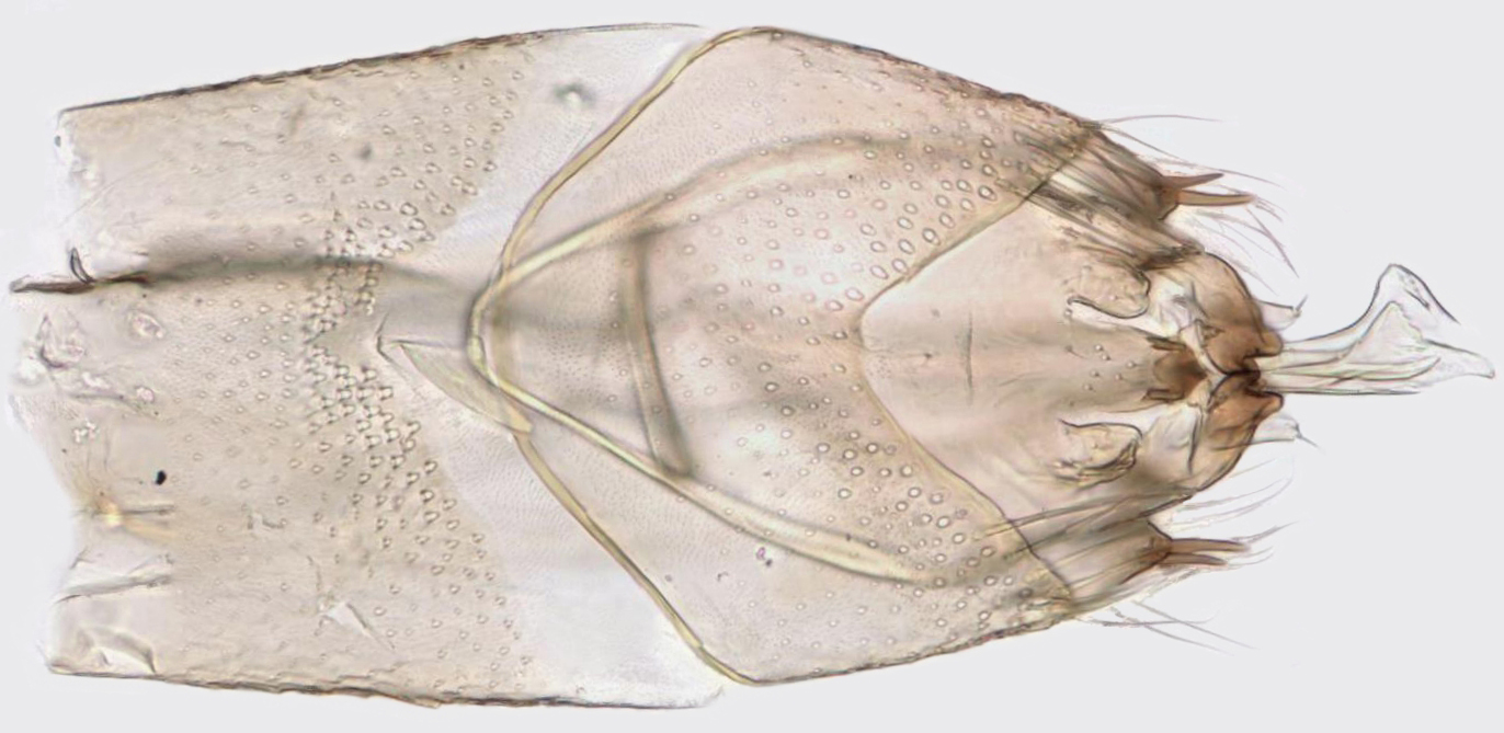Oxyethira falcata