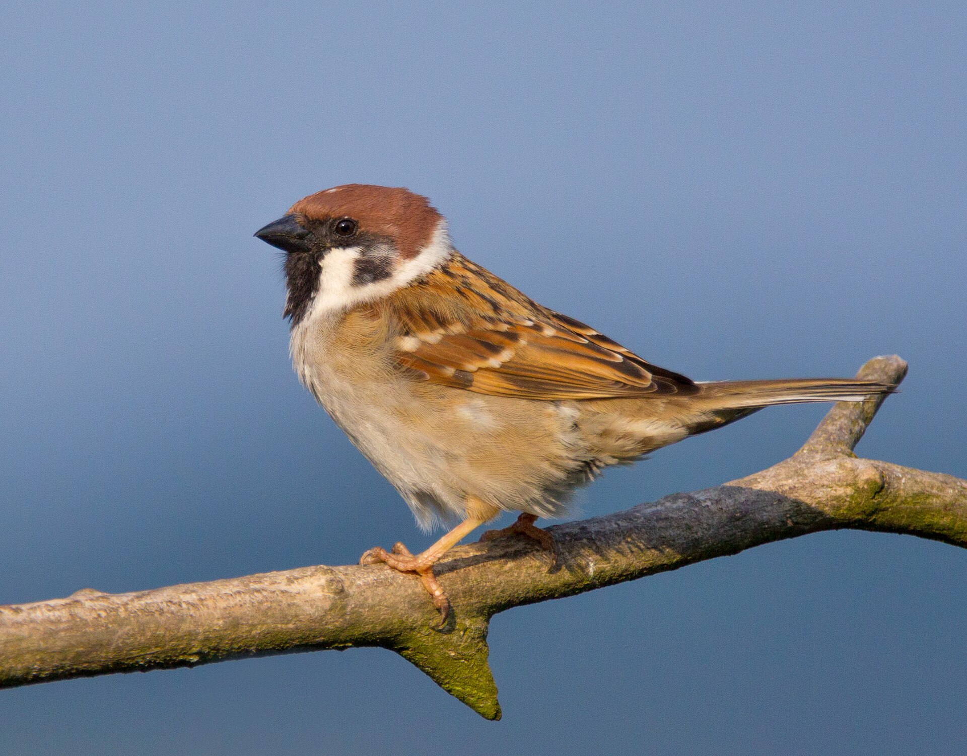Passera mattugia